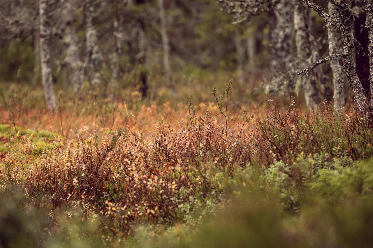 Vuokatti Sport Resort Luaran gambar
